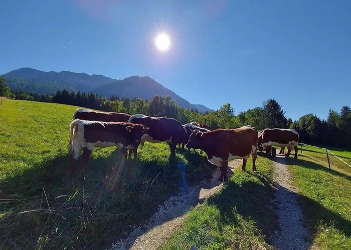 Haus Annerl Guest house Grundlsee